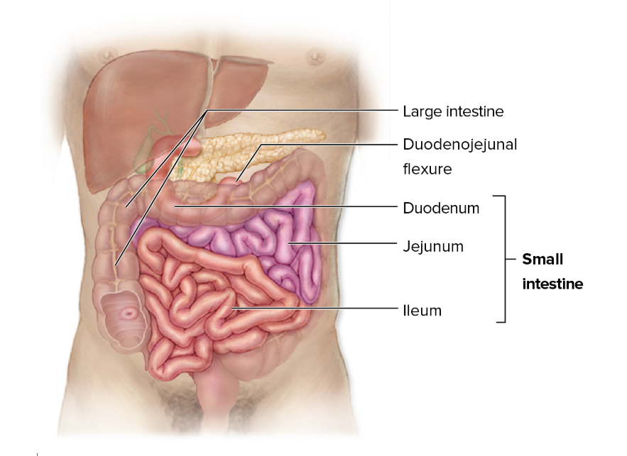 <p>Jejunum</p>