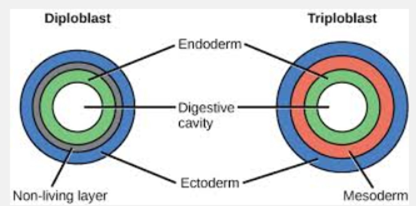 <p>animals having three cell layers (endoderm, mesoderm and ectoderm)</p>