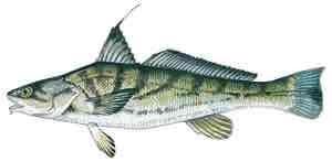 <p>Northern kingfish</p>