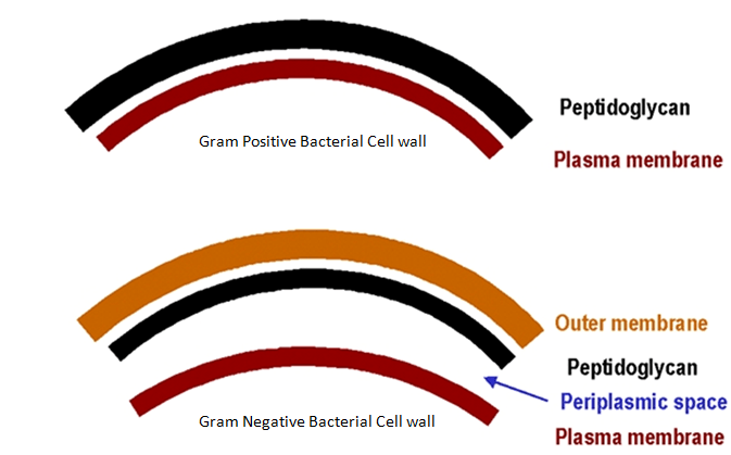 <p>Periplasmic Space </p>