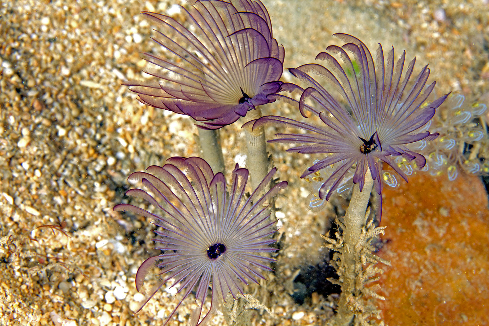 <p>sedentary polychaetes; use cilia or tenties to feed</p>