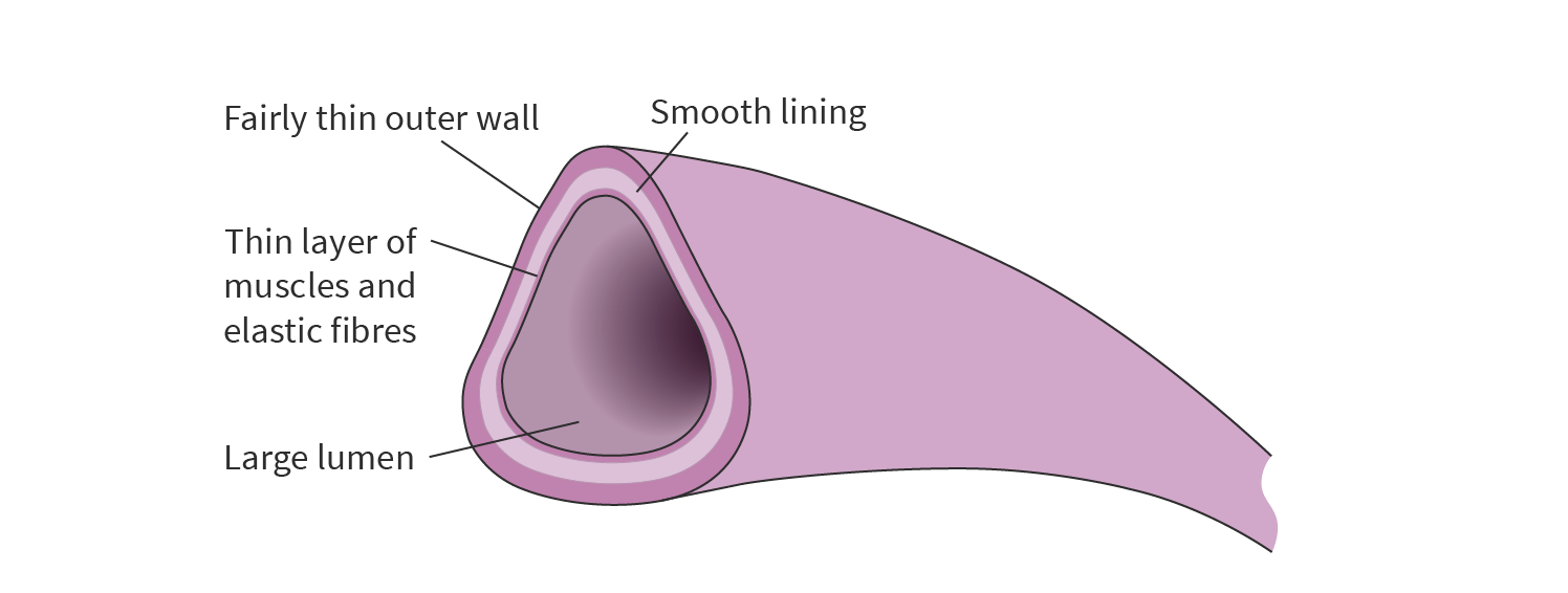 <ul><li><p><strong>Carries blood to the heart</strong></p></li><li><p>Relatively thin walls, largest lumen</p><ul><li><p>Blood enters the veins after capillaries with lower pressure, so the walls don’t need to be very strong</p></li></ul></li><li><p>They have valves to prevent backflow and keep blood moving towards the heart</p></li><li><p>Skeletal muscle contractions help push blood through veins toward the heart</p></li></ul><p></p>