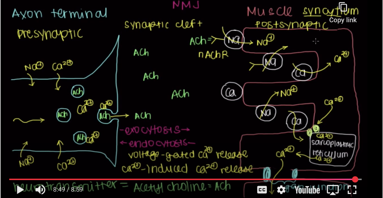 <p><span>Neuromuscular Junction: Where our neurons talk to our muscles</span></p>