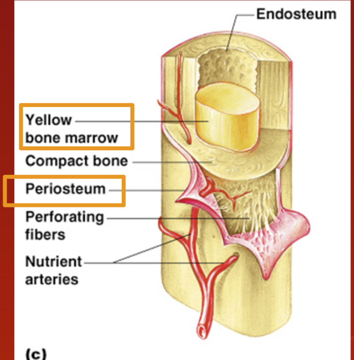 <ul><li><p><span style="font-family: &quot;Trebuchet MS&quot;, sans-serif">Yellow bone marrow stored here.</span></p><ul><li><p><span style="font-family: &quot;Trebuchet MS&quot;, sans-serif">adipose tissue (</span><span>commonly known as body fat) </span><span style="font-family: &quot;Trebuchet MS&quot;, sans-serif">stored.</span></p></li></ul></li></ul><p></p>