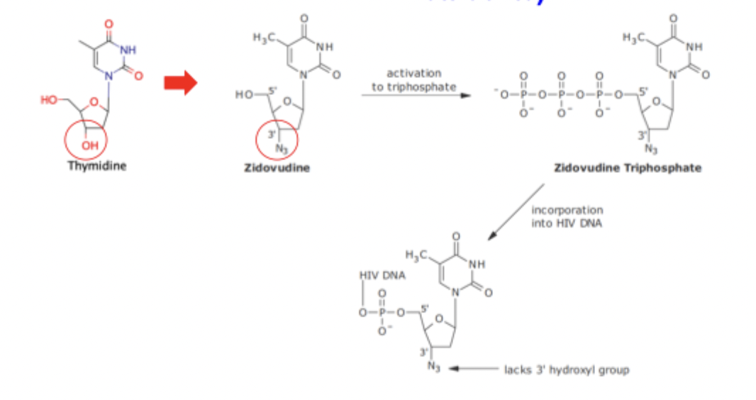 <ul><li><p>Zidovudine mimics nucleic acids but with a removed 3’ OH group for an azido group inhibiting function</p></li></ul><p></p>