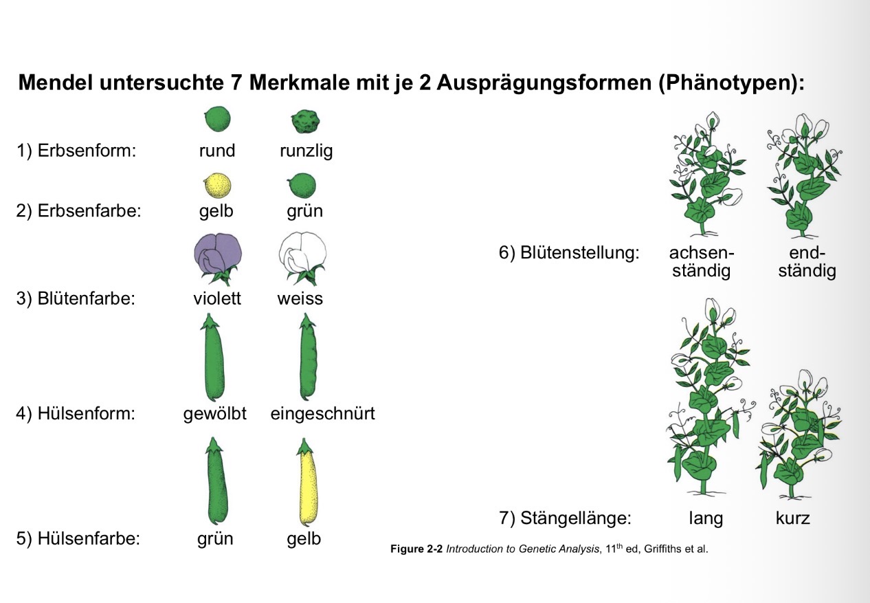 <p>(Siehe Foto) </p>