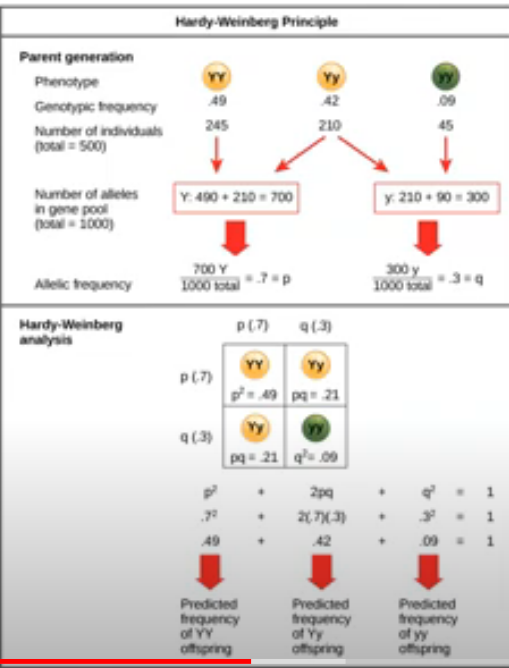 <p>All individuals have at least 2 alleles for each gene</p><ul><li><p>Total number of alleles is twice that of the number of individuals in the population</p></li><li><p>Allele frequency total is 1.0</p><ul><li><p>Allele denoting dominant trait is p and recessive is q</p></li></ul></li></ul><p></p><p>p<sup>2</sup> + 2pq + q<sup>2</sup></p><ul><li><p>Allele frequency stays constant when random mating occurs, population is large, all phenotypes survive equally well</p></li><li><p>Populations staying constant are in <strong>Hardy-Weinberg principle </strong></p></li></ul>