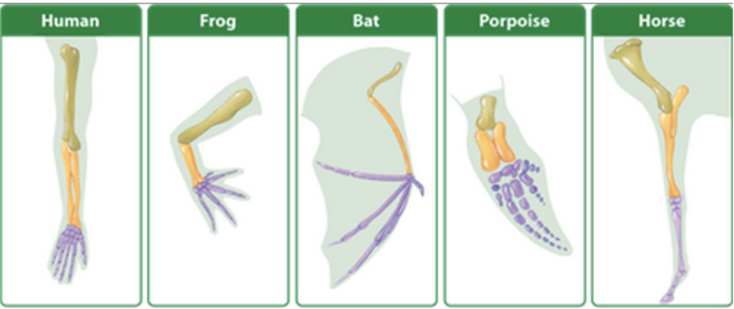 <ul><li><p><span>Anatomical structures found in different species that have <u>similar structure</u> and were derived from a <u>common ancestor.</u></span></p></li><li><p><span>May have a different function</span></p></li><li><p><span>Ex) Vertebrates all have the same basic arrangements of bones but have different functions</span></p></li><li><p><span>Flipper of a porpoise, wing of a bat, leg of a horse, leg of a frog and human arm</span></p></li></ul><p></p>