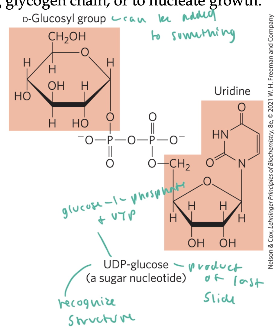 <p>uridine diphosphate glucose</p><ul><li><p>has 2 phosphoryl bonds, so is highly energized</p></li></ul><p></p>
