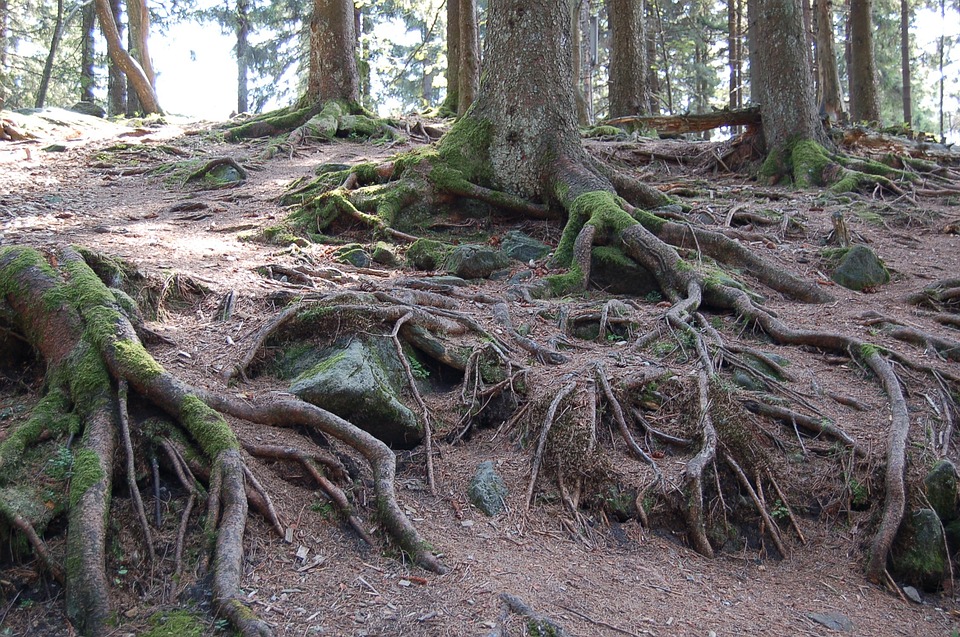 <p><span>the </span>part<span> of a </span>plant<span> that </span>grows<span> under the </span>ground<span> and gets </span>water<span> and </span>food<span> from the </span>soil</p>