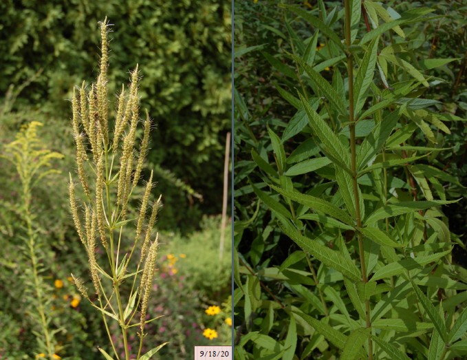 <ul><li><p>lanceolate leaves arranged in whorls, sharply toothed</p></li><li><p>leaves are smooth on the top, slightly hairy on the bottom</p></li><li><p>flowers: white to pale blue arranged in 6-9 in long terminal racemes, flowers in May-August</p></li><li><p>Needs full sun, if grown in partial sun it will need support</p></li><li><p>NWPL: FACU</p></li></ul><p></p>
