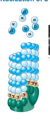 <p>a helical array of y-tubulin where ab=tubulin dimers assemble</p>