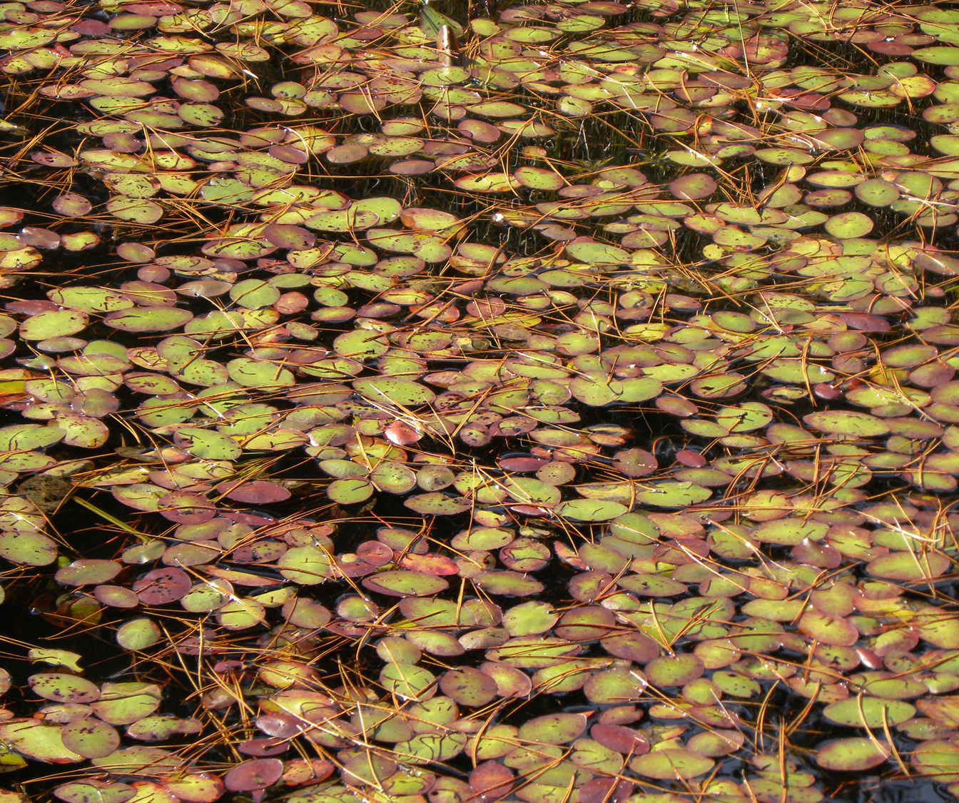 <p>Wetland Type?</p>