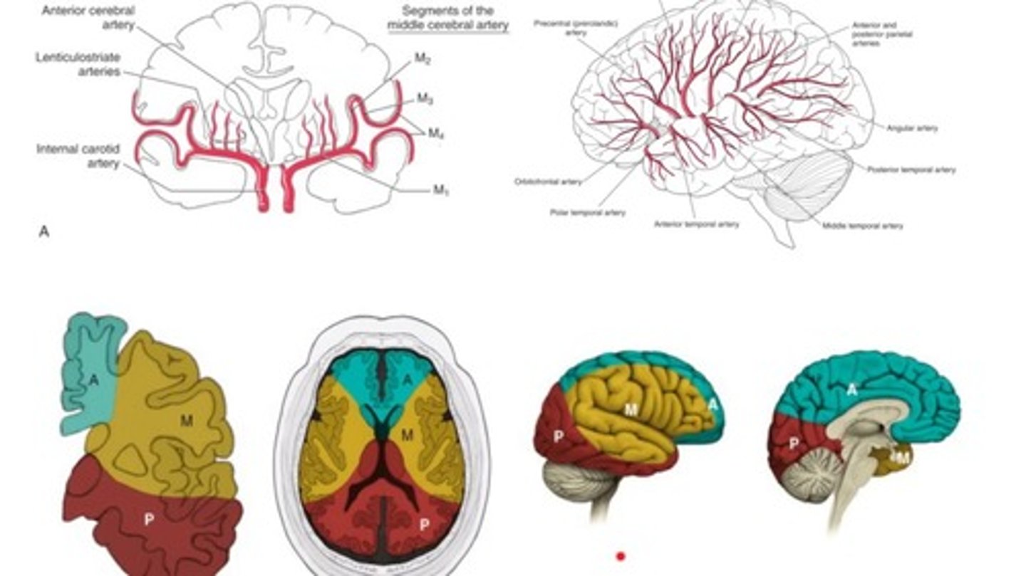 <p>posterior side of the brain</p>
