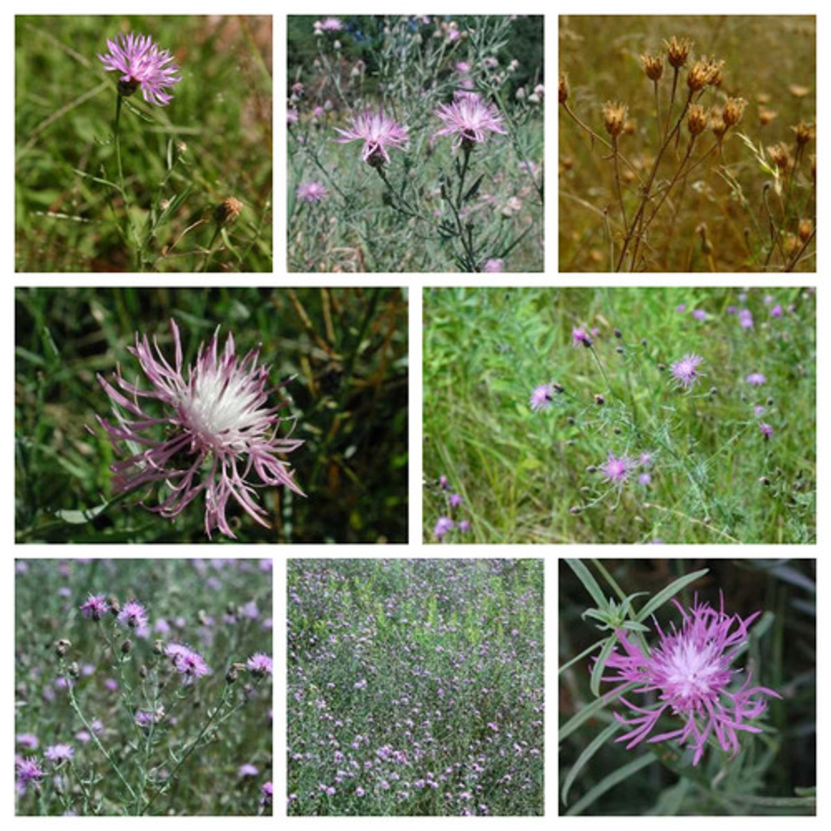 <p>Centaurea stoebe</p>
