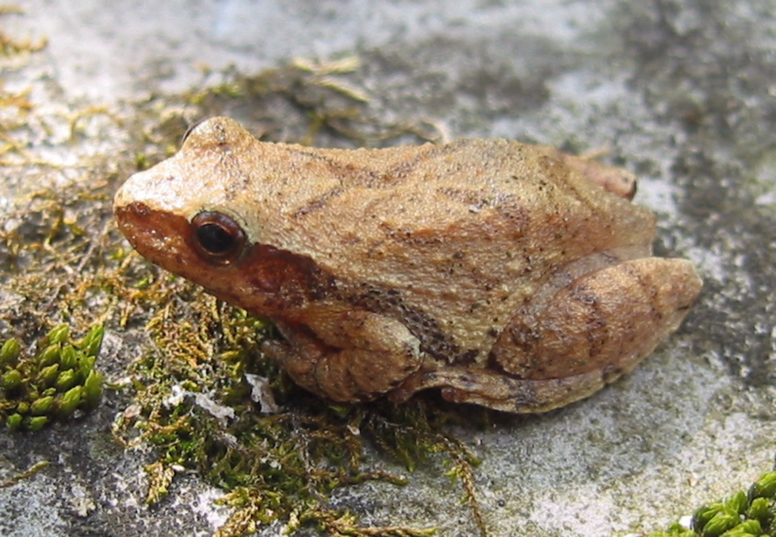 <p>Anura : Neobatrachia : Hyloidea : Hylidae : Hylinae</p>