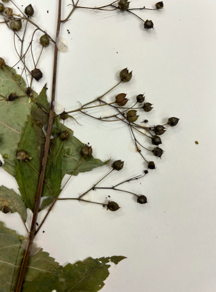 <p>Scrophulariaceae</p><p><em>Scrophularia</em></p>