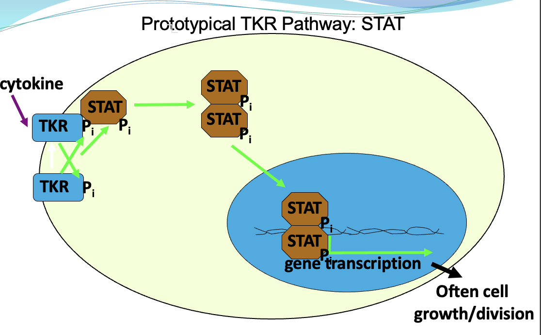 <p>In cell membrane with extracellular ligand-binding domain, and intracellular kinase domain.</p><ul><li><p>Drug replace/supplement hormones or block growth (mostly treat cancer)</p></li></ul><p>Canonical Pathways:</p><ol><li><p>Ras-MAPK</p></li><li><p>Protein Kinase B (PKB)/Akt</p></li><li><p>Phospholipase C (PLC)</p></li><li><p>STAT</p></li></ol><p></p>