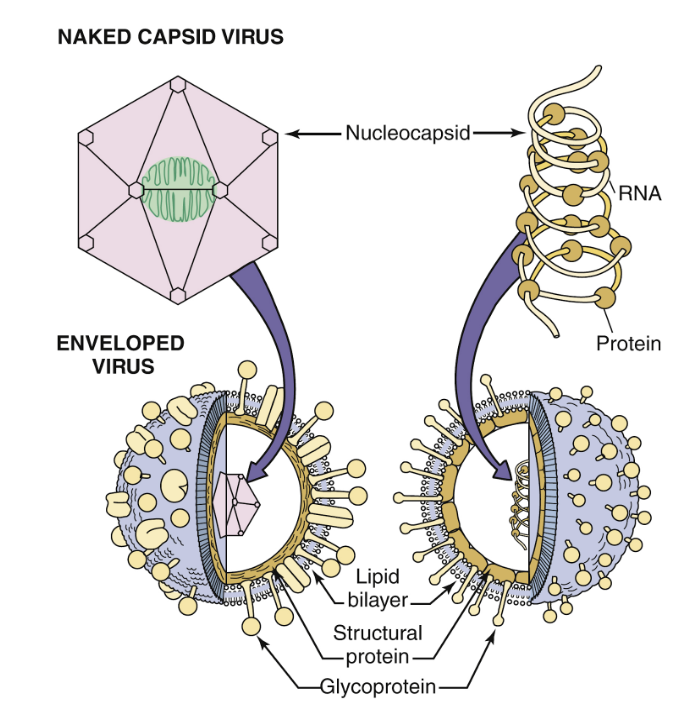 <p>Virionet består av ett genom som omsluts av en <strong>kapsid</strong> (proteinlager). Vissa virus har ett hölje, <strong>envelope</strong>, som är ett membran. </p><p>Vissa virus har en <strong>nukleokapsid</strong>: associerade DNA-bindande proteiner finns i kapsiden. </p><p>På kapsiden eller höljet finns <strong>viral attachment proteins (VAPs)</strong> som medierar kontakt med värdecellen. </p>