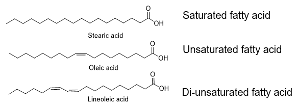 <p>Fatty acids are carboxylic acids with long alkyl side chains (lipophilic). Chain lengths can vary, but 14, 16, and 18 carbons are common</p>
