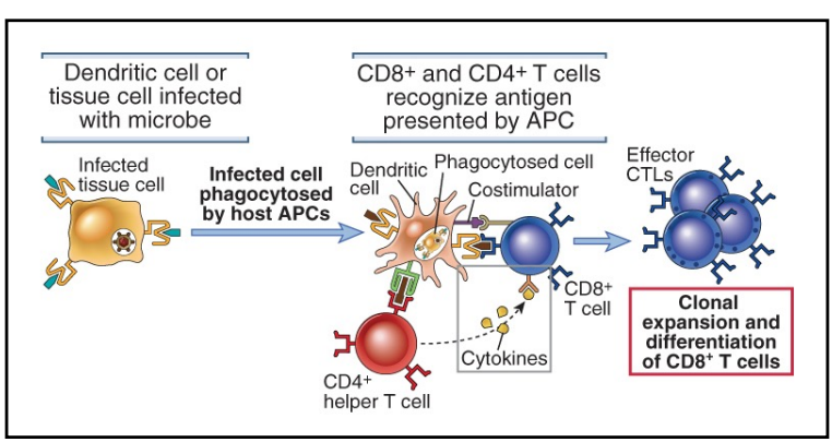 <p>microbes do not infect dendritic cells (ex. viral infection, tumor cells)</p><ul><li><p>cross-presentation → <strong>one DC can present to both CD4+ and CD8+ T cells</strong></p><ul><li><p>activated CD4+ T cell produces cytokines that act on CD8+ T cells</p></li></ul></li></ul><p></p>