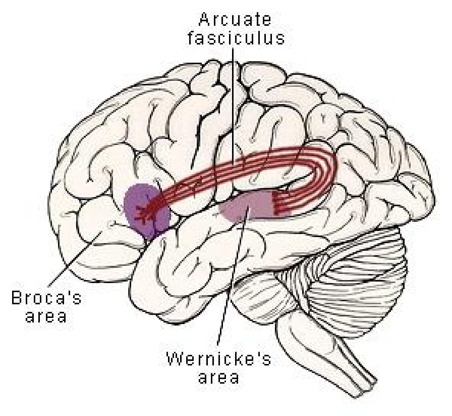 <p>duyulan ve okunanların algılanmasını, değerlendirilmesini ve gerektiğinde cevap oluşturmak için <span style="color: red">fasciculus arcuatus</span> aracıyla brocca (motor konuşma merkezini) uyarır. </p>