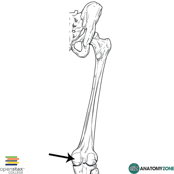 <p>medial attachment site on distal end of femur</p>