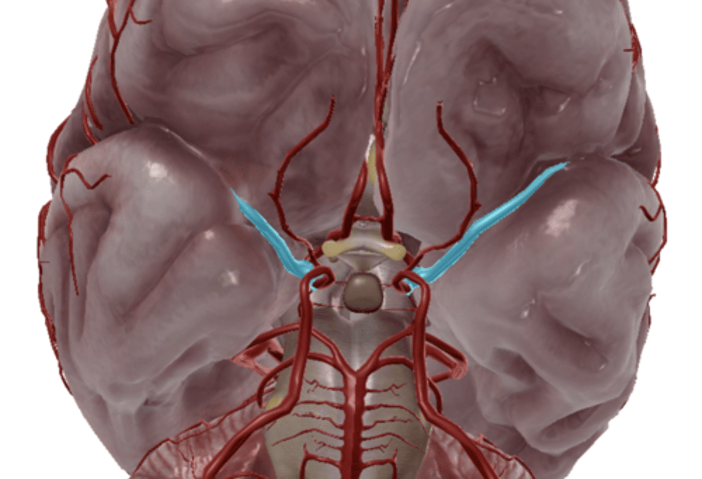 <p>Artery that supplies blood to the brain, eyes, eyelids, forehead, nose, and internal ear.</p>