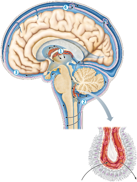 <p>Which type of glial cells are shown in this figure?</p>