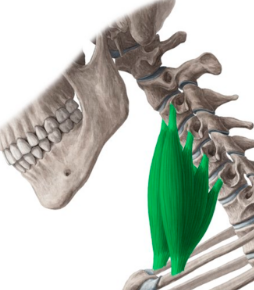 <p>origin: vertebrae c1-c7 </p><p>insertion: scalene insertions of the ribs </p><p>function: elevates ribs </p>