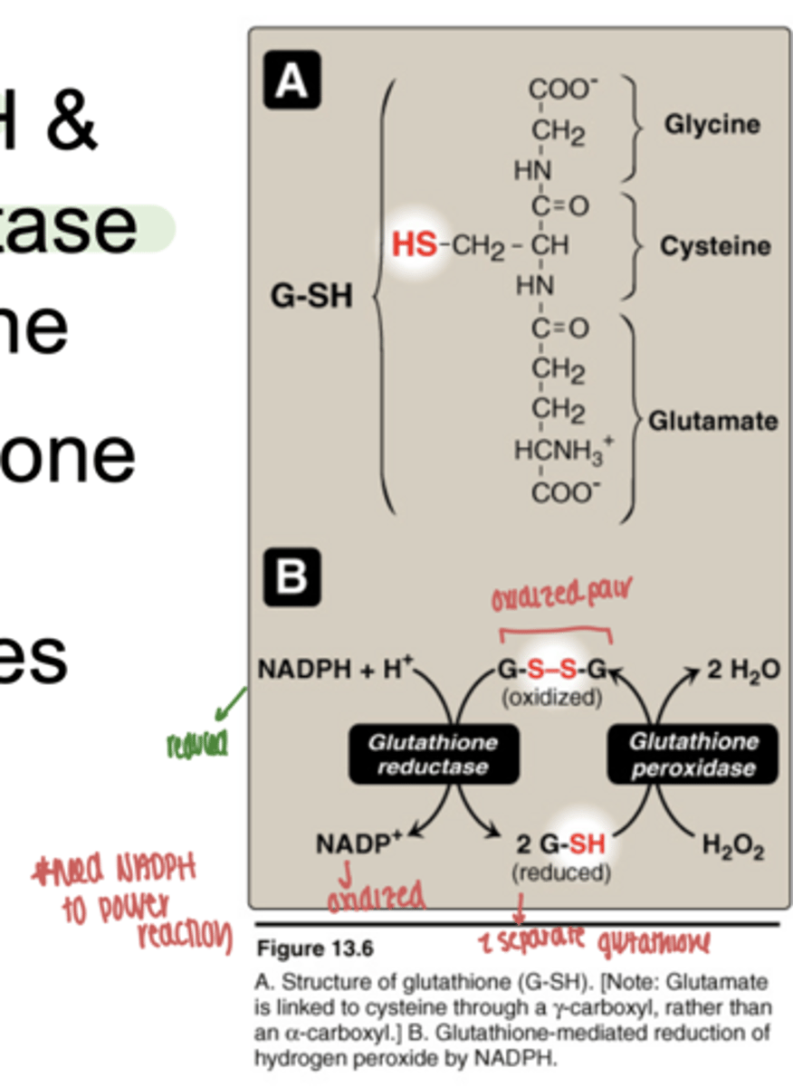<p>glutathione peroxidase</p>
