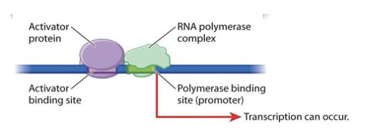 <p>A </p><ul><li><p>positive regulation: transcription is stimulated +</p></li></ul><p></p>
