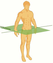 divides the body into superior and inferior parts