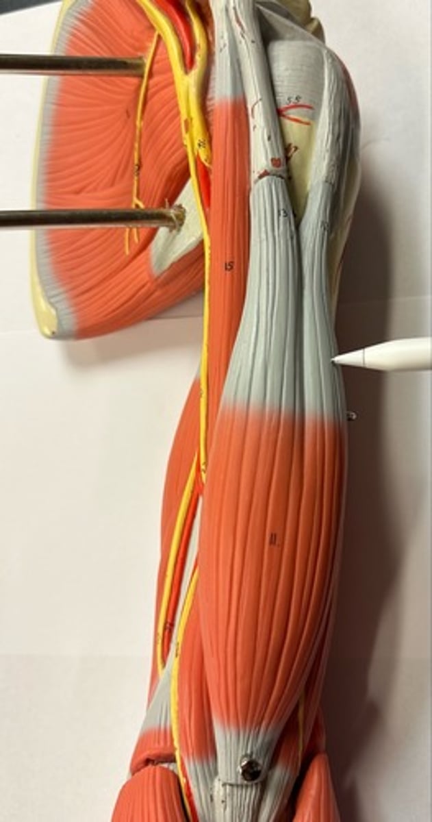 <p>What are the (2) attachments of the the Biceps Brachii (Long Head)?</p>