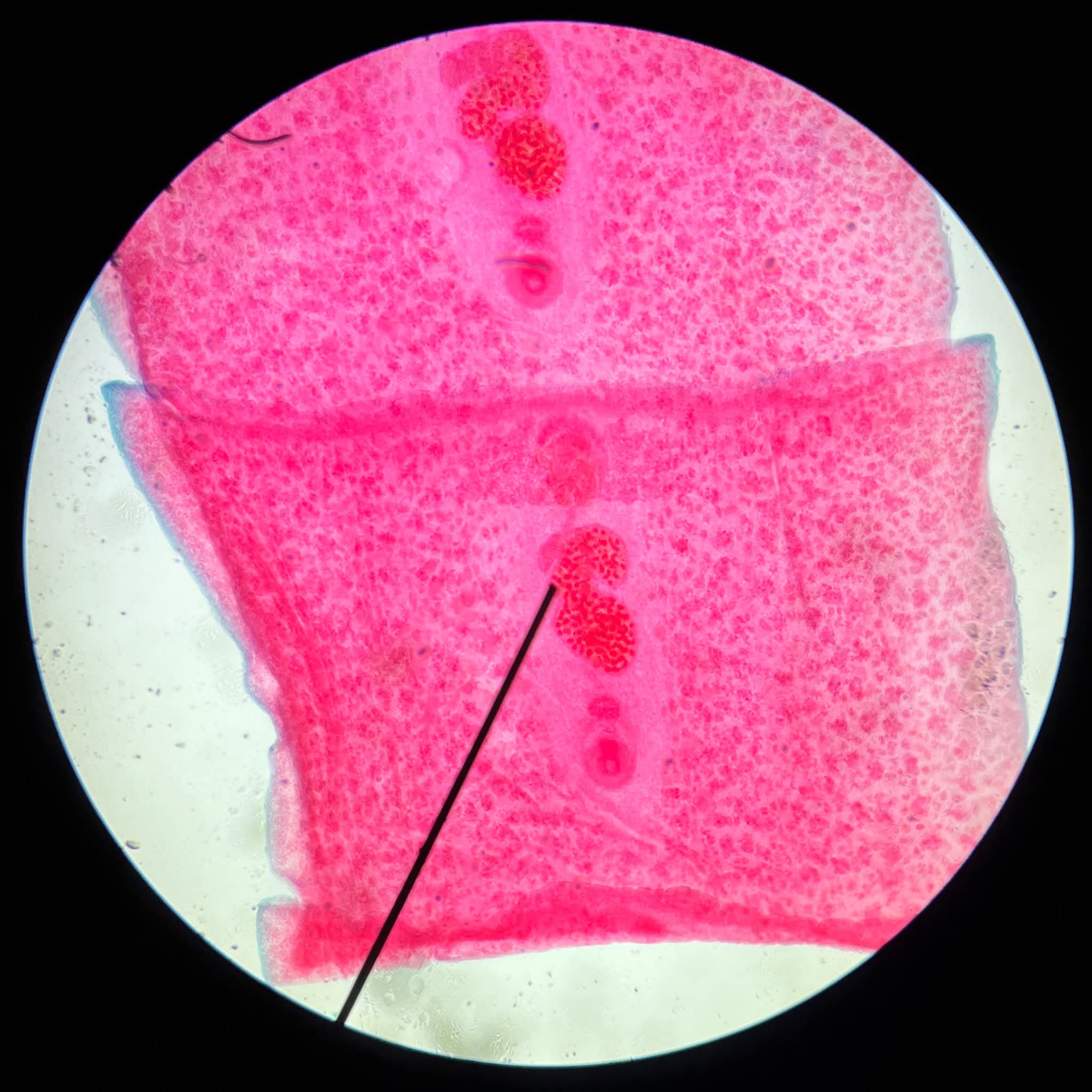 term image