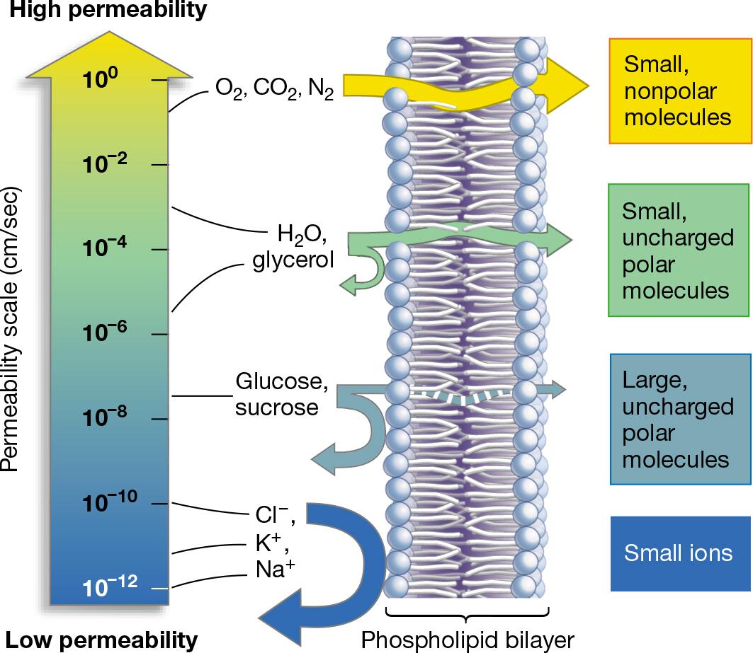 Lipid Bilayer Show Selective Permeability