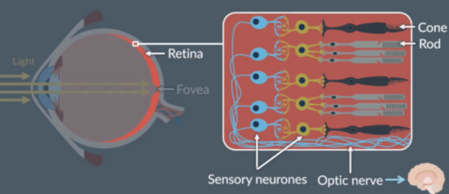 <p>● Photoreceptors in the retina connected to sets of sensory neurones</p><p>● The axons of these sensory neurones form the optic nerve (transfer impulses from retina to brain)</p>