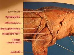 <p>Origin: Scapula</p><p>Insertion: Olecranon process</p><p>Action: Extends forearm</p>