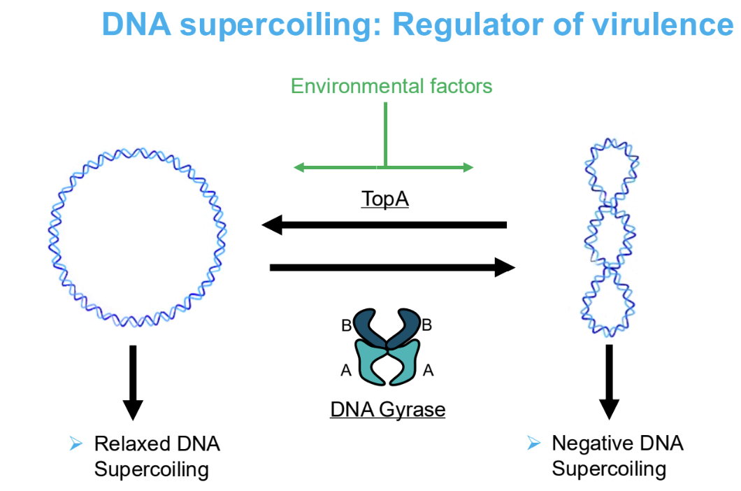 <p>DNA supercoiling is important &amp; keeps it in a supercoiled state<strong> for DNA organisation as they DONT have histones </strong>(highly organised structures)<strong> and gene regulation.</strong></p>