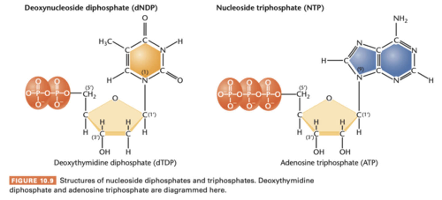 <p>nucleosides = nucleoside monophosphate (NMP)</p><p>add one or two phosphate groups = nucleoside disphosphates (NDPs) and triphosphate (NTPs) respectively.</p><p>NTP is precursor molecule during nuclei acid synthesis within the cell</p><p>Adenosine triphosphate (ATP) and guanine triphosphate (GTP)</p><p>- cell biogenetics because of the large amount of energy involved in adding or removing the terminal phosphate group</p><p>- hydrolysis is accompanied by the release of large amount of energy</p><p>- involved in genetic events</p>