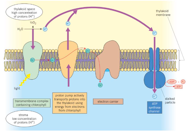<p>The precise mechanism by which ATP is produced can be explained by the chemiosmotic theory:</p>