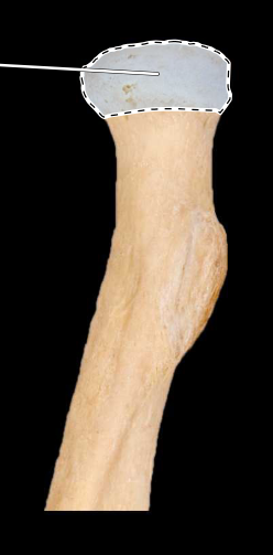 <p>Radius, anterior view, right side, proximal end</p>