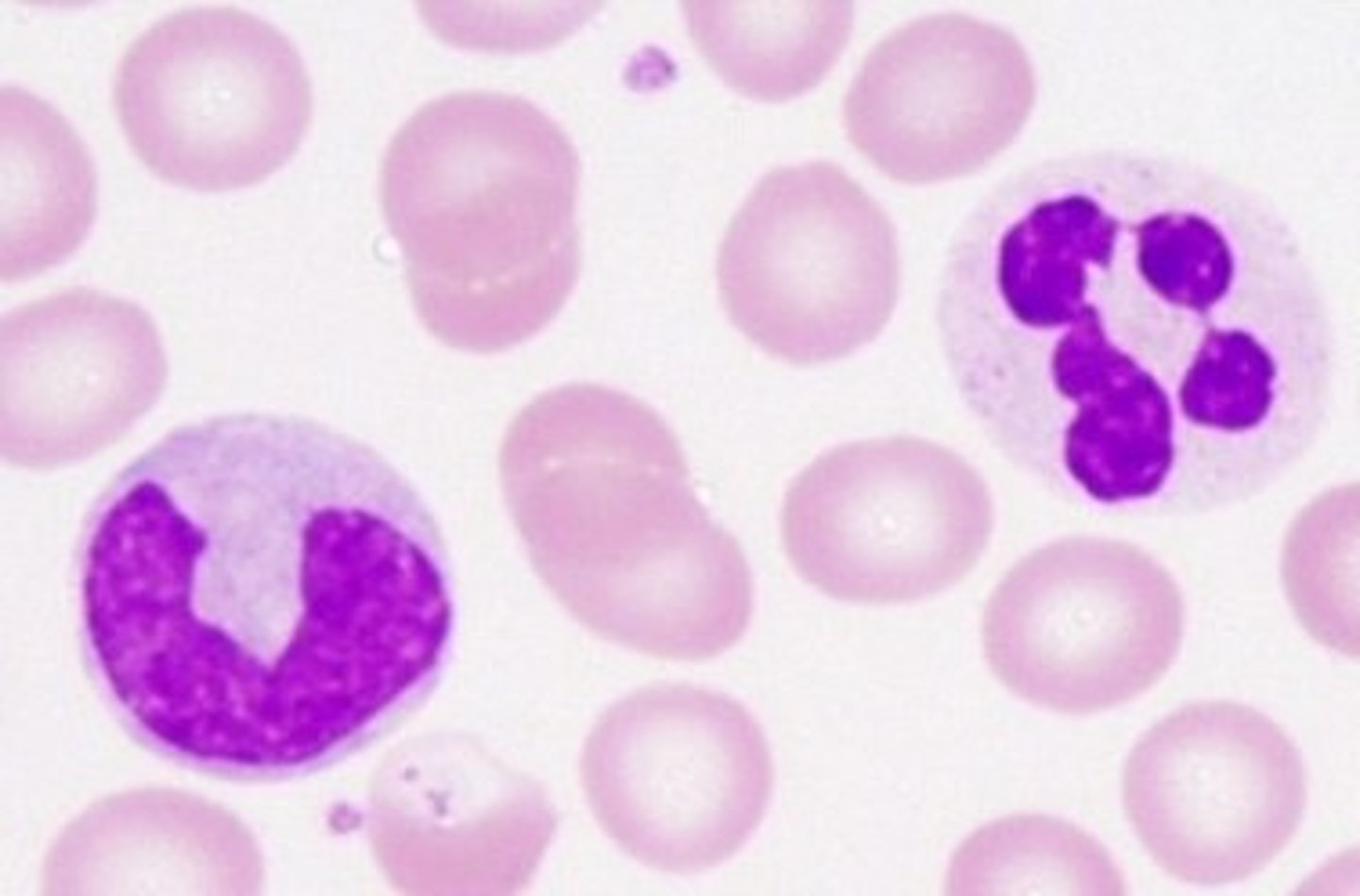 <p>White Blood cells that perform defensive functions in blood. Ratio of whit blood cells are 700:1.</p>