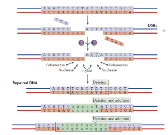 <p>resection occurs until there is a small region of homology (2 or 3 nucleotides) that may be filled in by a polymerase then ligated via ligase. Some nucleotides are lost in the resectioning which introduces deletions. There may be additions as well if the small region of homology unbinds while DNA polymerase is extending (this would cause the process of resectioning and extending to start over again)</p>