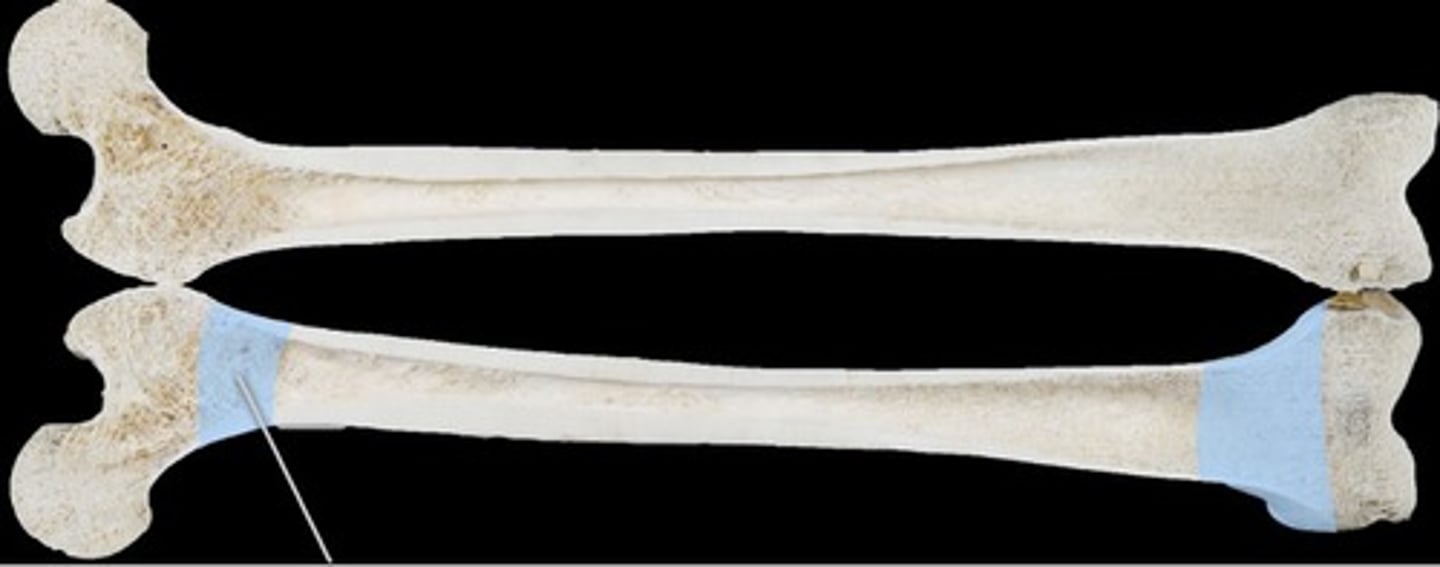 <p>The narrow area of a long bone where the epiphysis and diaphysis meet. Contains the epiphyseal plate (growth plate), a layer of cartilage in a growing bone.</p>