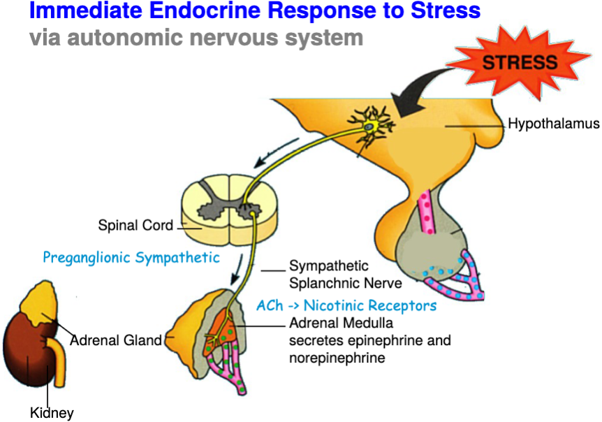 <p><em>Hypothalamus</em> → brainstem → vagus → increased heart rate → sympathetic activation → spinal cord → splanchnic nerve → adrenal medulla</p><p><em>Adrenal medulla</em> → EP and NEP released into blood → increases heart rate, blood flow, blood pressure → mobilizes glucose and increases metabolism</p>