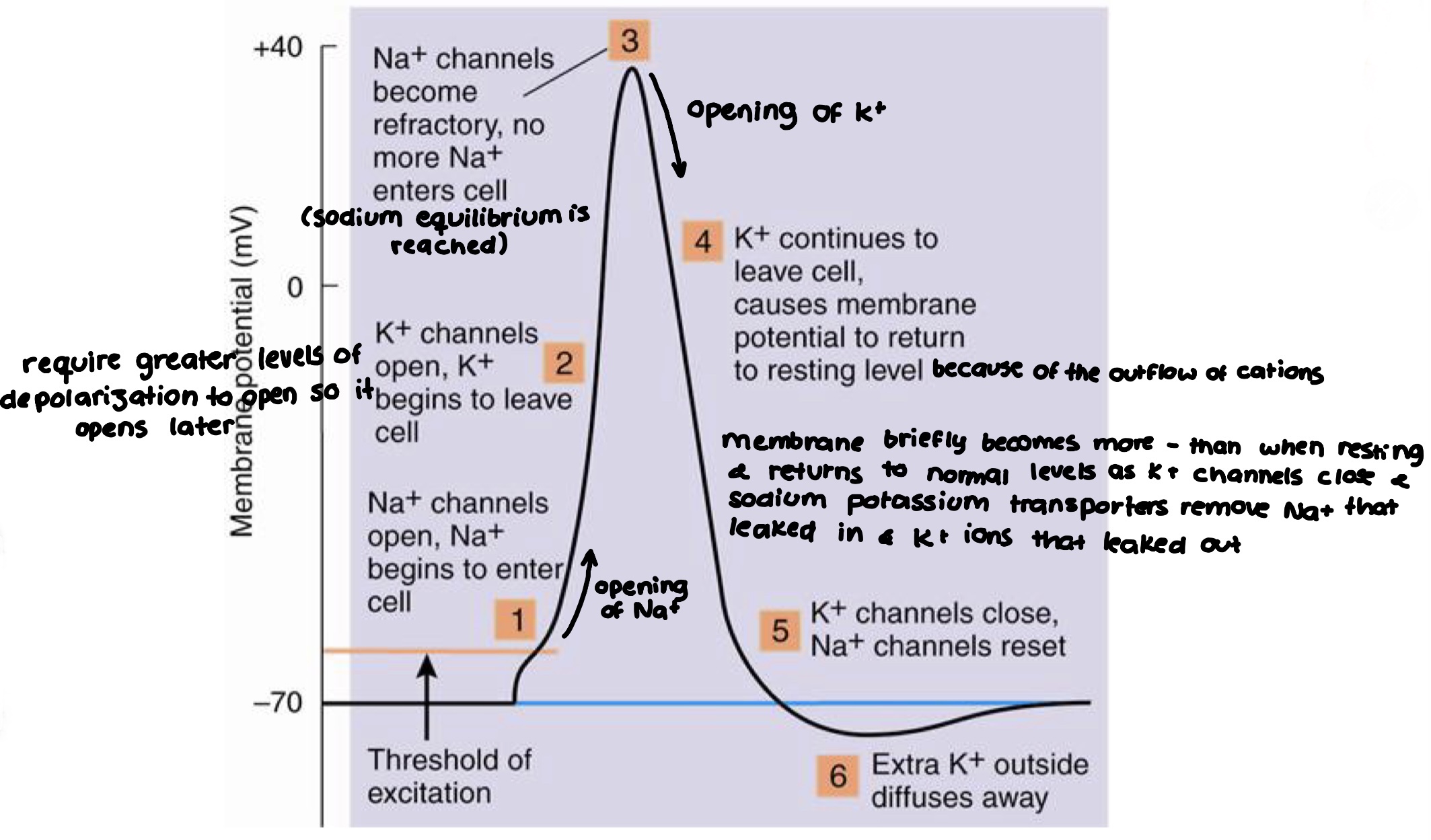 knowt flashcard image