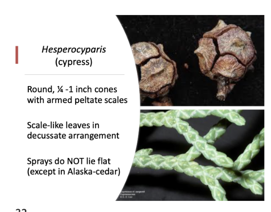 <p>Round 1/4-1 inch cones with armed pelate scales. scale like leaves in decussate arrangement. sprays do NOT lie flat</p>