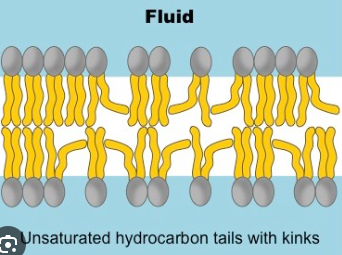 <ul><li><p>Double bonds in an unsaturated fatty acid bend its structure - lipid molecules are less straight and more loosely packed</p></li><li><p>Double bonds keep membrane fluid (less viscous)</p></li></ul><p></p>