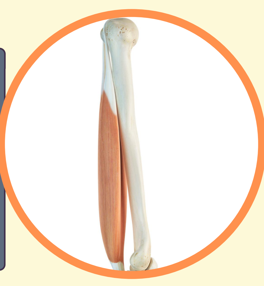 <p>tendons</p>